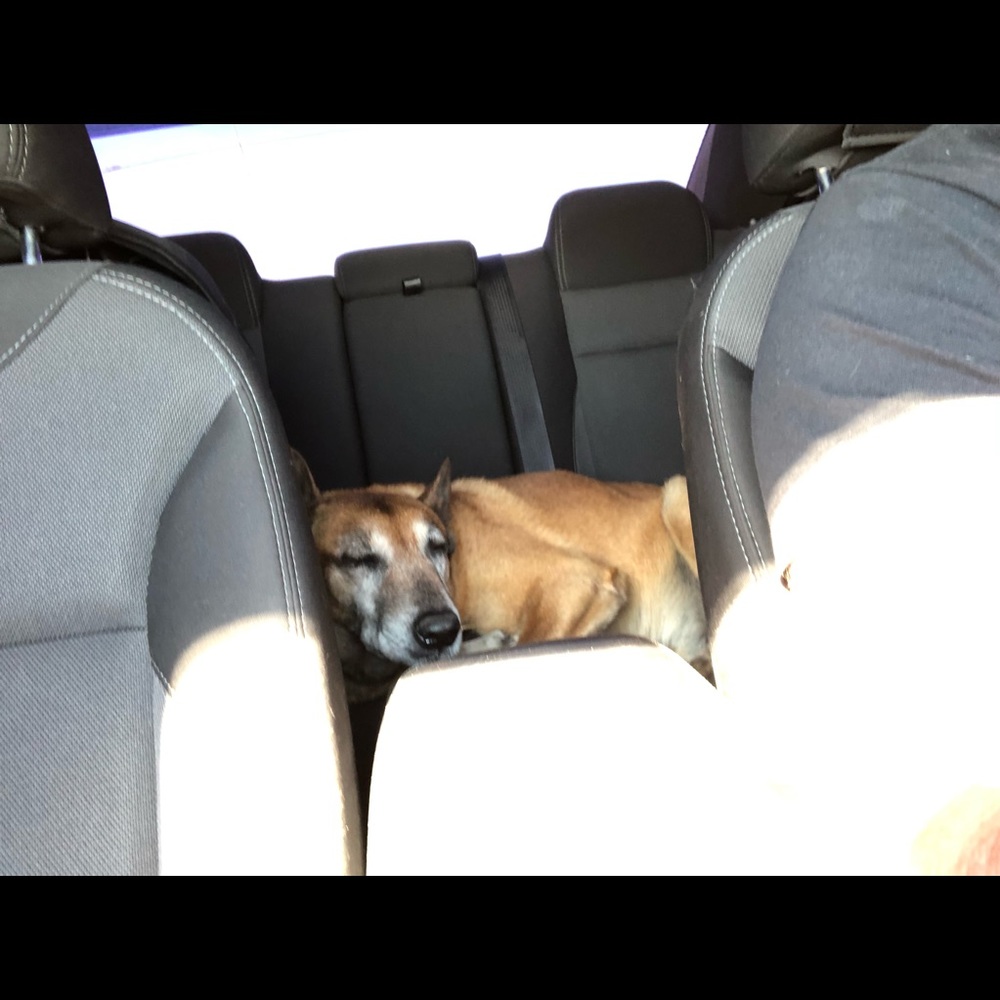 Meet your Posher, Dillon